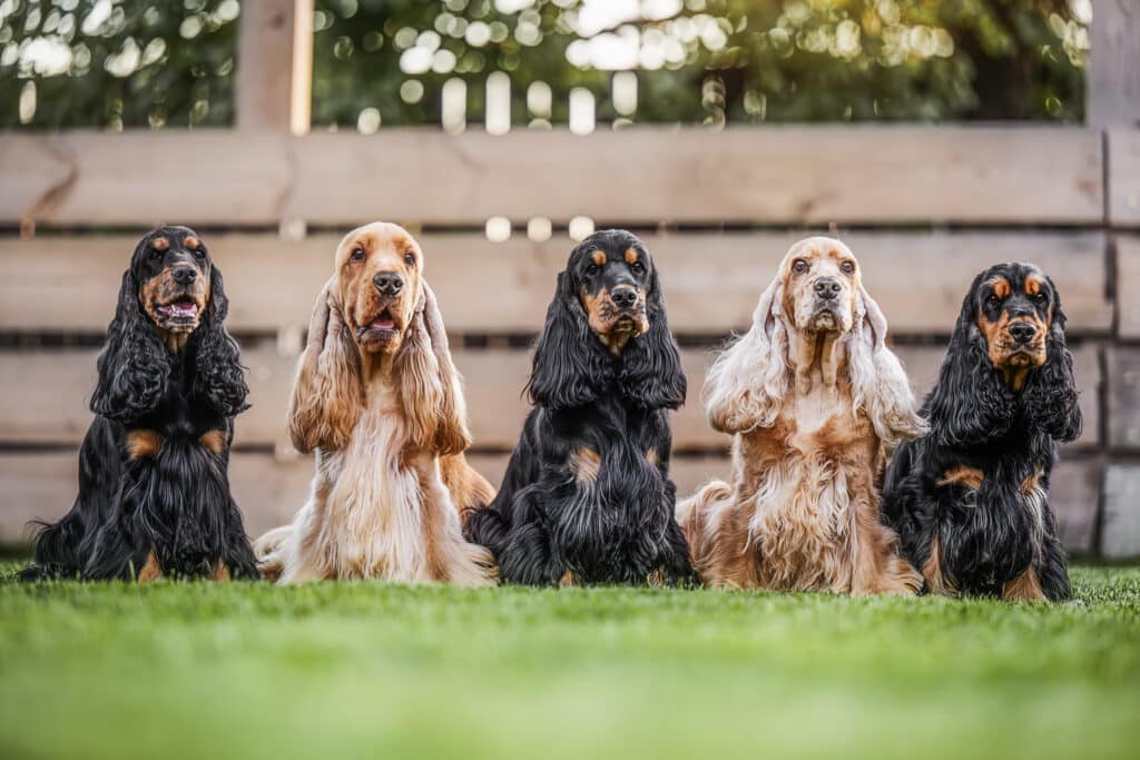 Hunde beim Grundgehorsam-Training mit aufmerksamem Blick zum Hundeführer