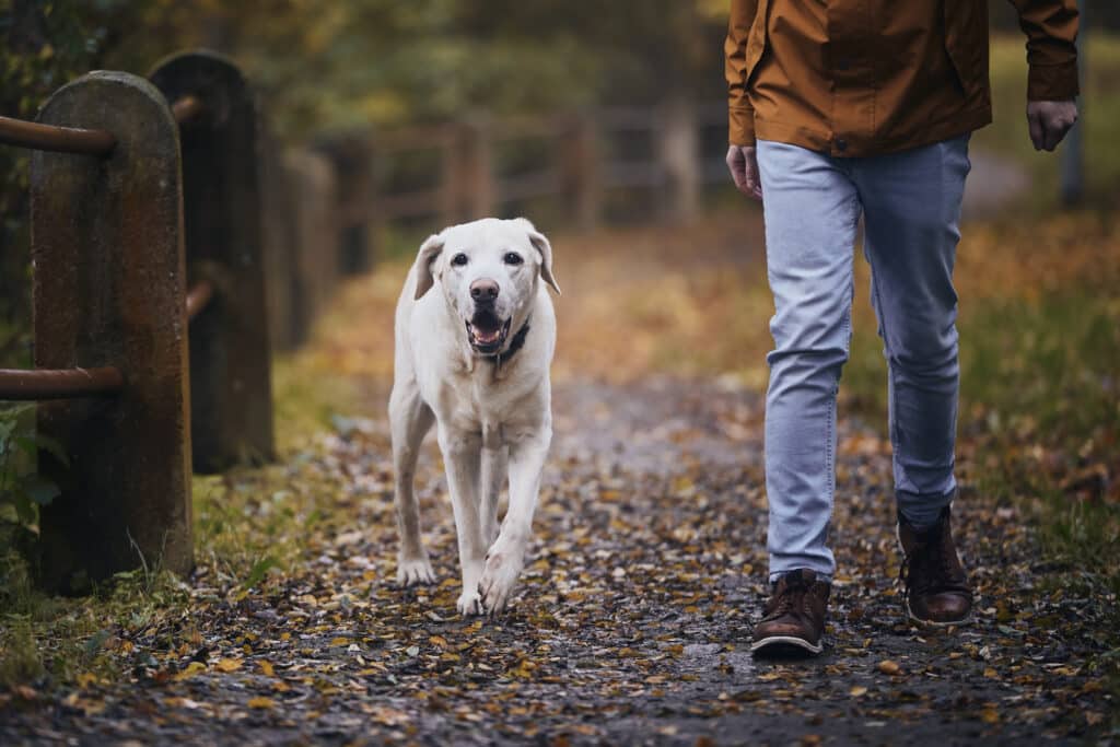 Hund in perfekter Fußposition neben seinem Hundeführer beim Heelsport-Training