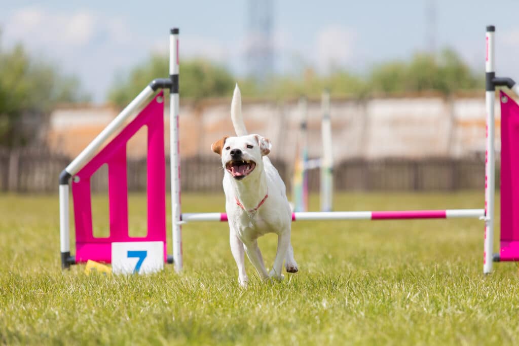 Hund beim fröhlichen Parcours-Training mit Hindernissen und Spielelementen