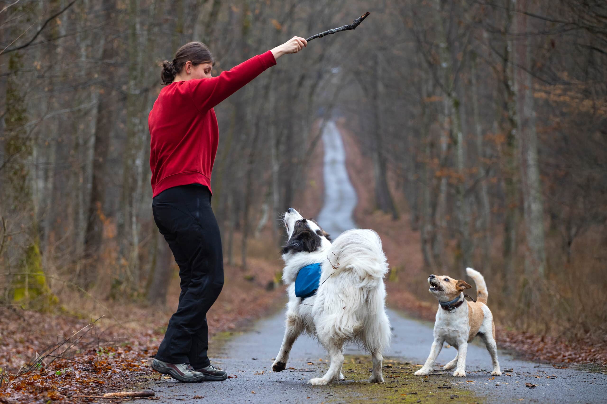 ngehender Hundetrainer beim praktischen Training mit Hund und unter professioneller Anleitung