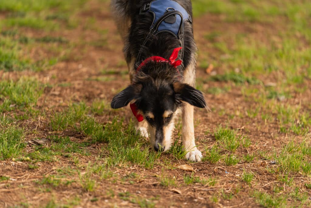 Hund mit Geschirr folgt konzentriert einer Geruchsspur beim Mantrailing-Training
