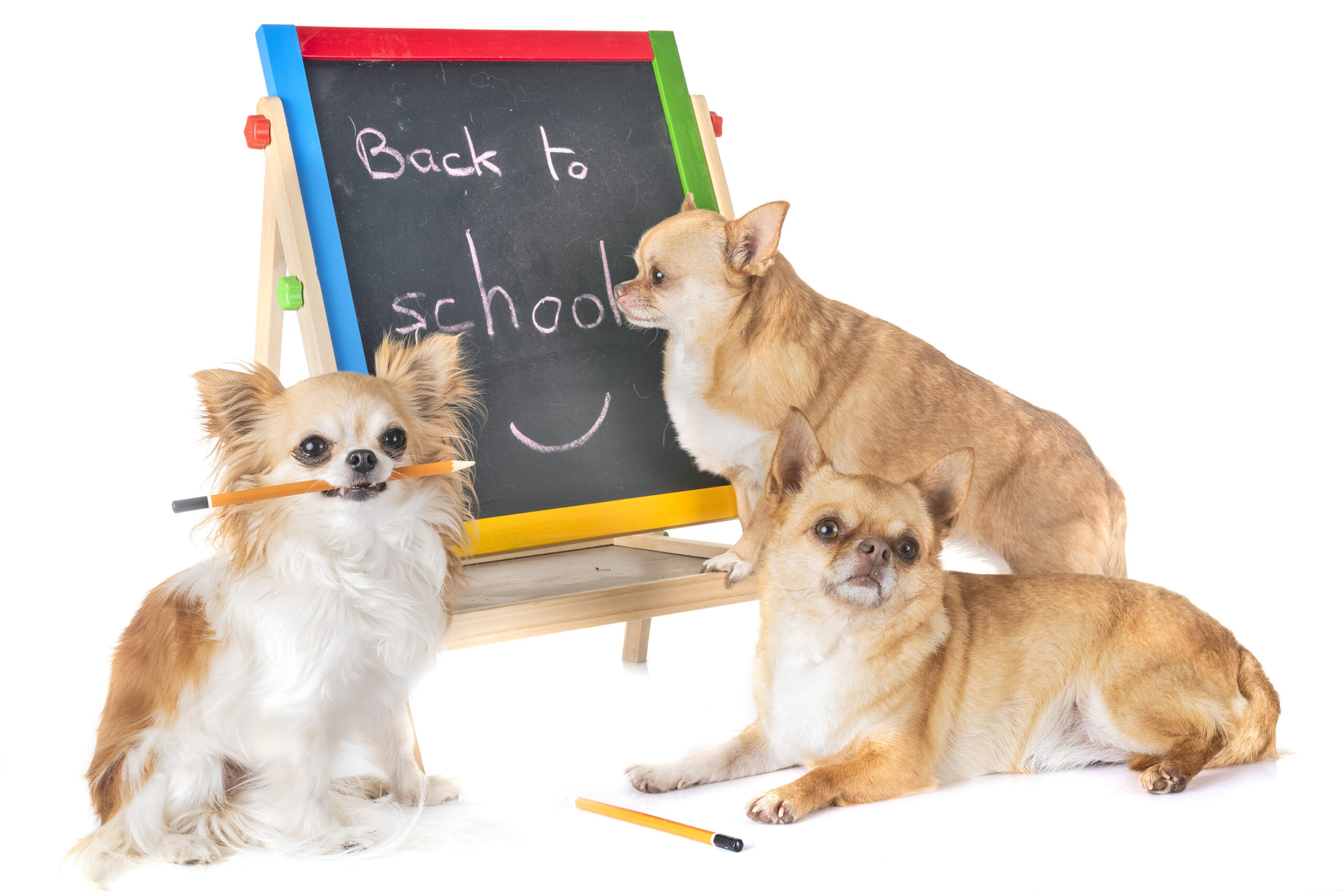 Junge Welpen verschiedener Rassen beim spielerischen Training in der Hundeschule